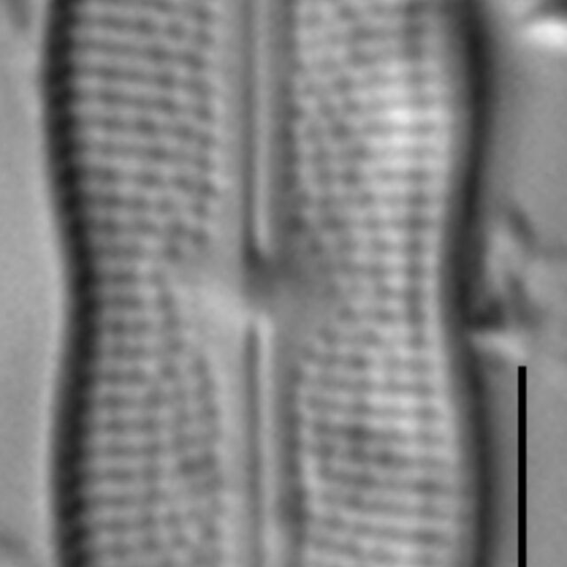 Neidiomorpha binodiformis LM3