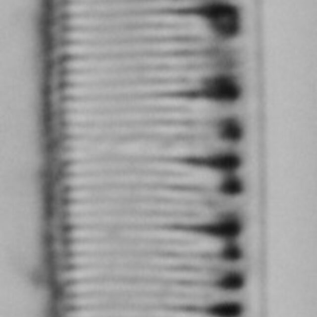 Nitzschia_heufleriana_LM3