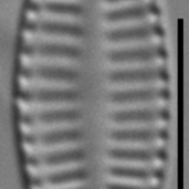 Karayevia ploenensis var gessneri LM2