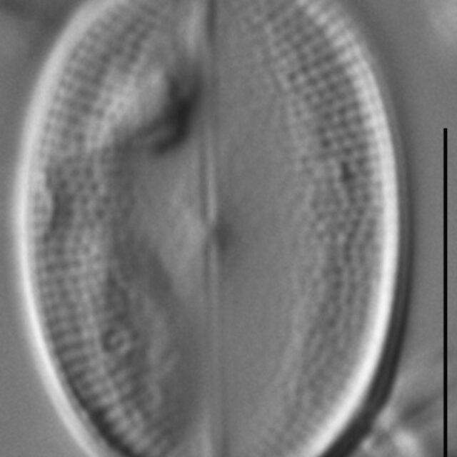 Cocconeis pseudothumensis LM4