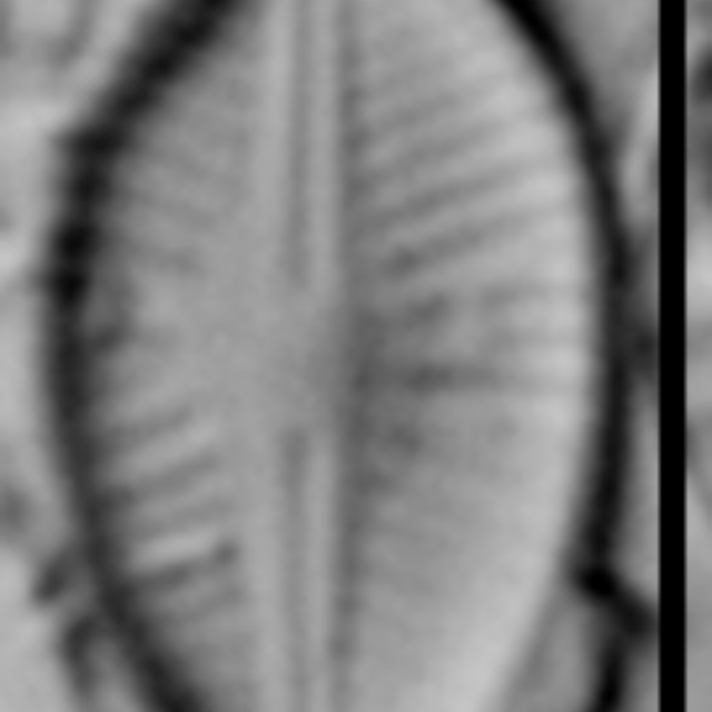 Sellaphora schadei LM3