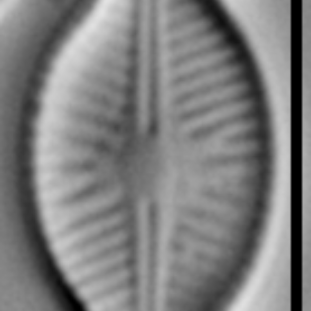 Sellaphora schadei LM6