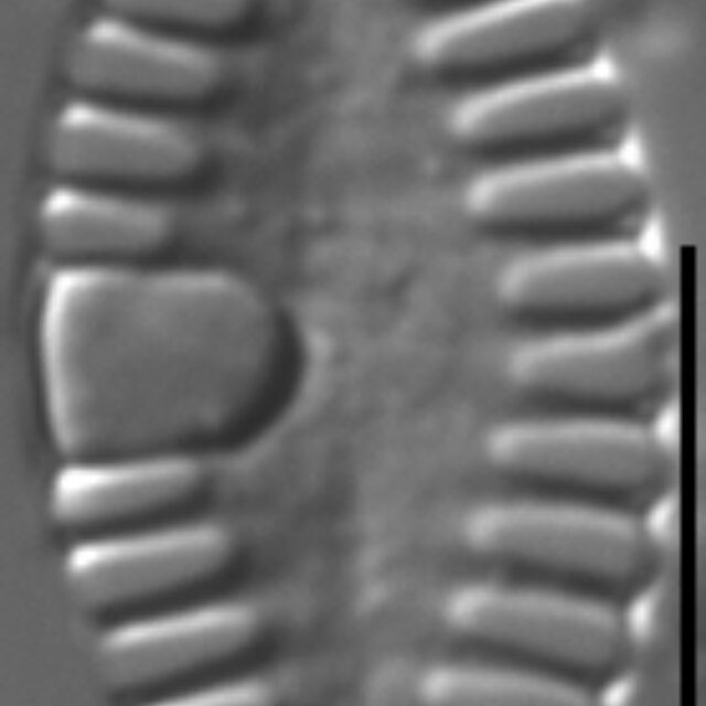 Planothidium abbreviatum LM1