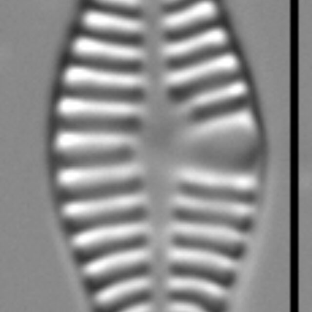 Planothidium haynaldii LM7