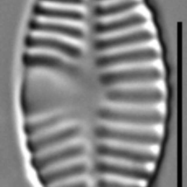 Planothidium haynaldii LM5