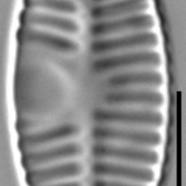 Planothidium haynaldii LM4