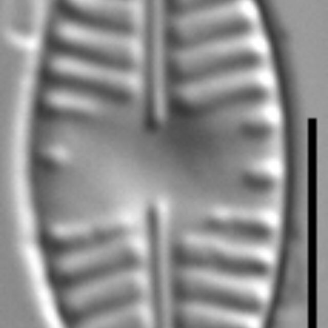 Planothidium haynaldii LM3