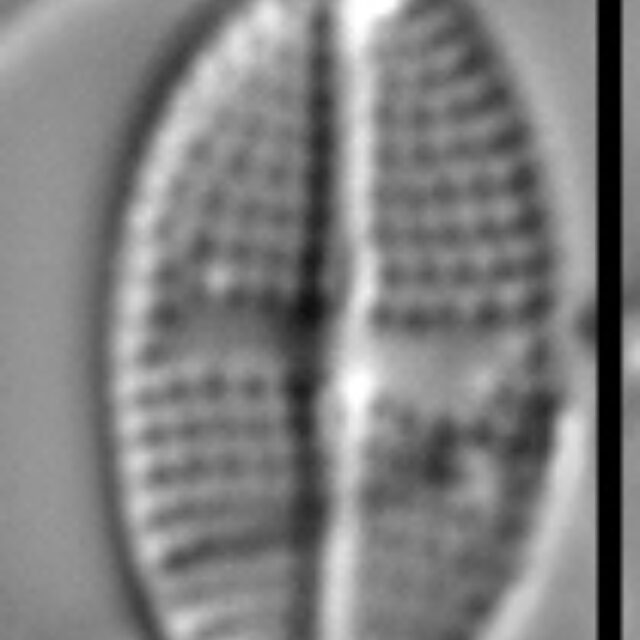 Psammothidium semiapertum LM6