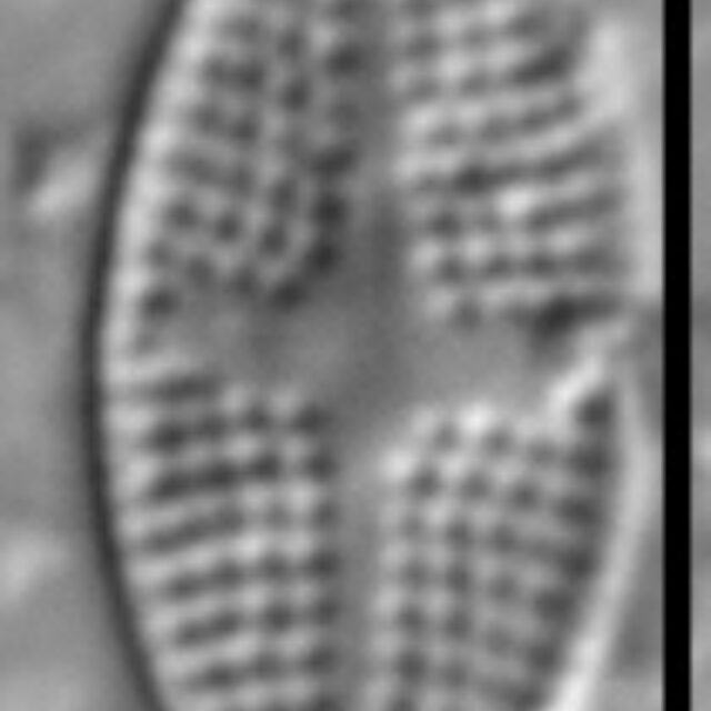 Psammothidium semiapertum LM5