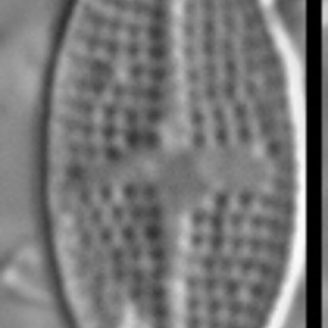 Psammothidium semiapertum LM4