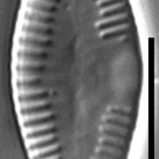 Platessa strelnikovae LM5