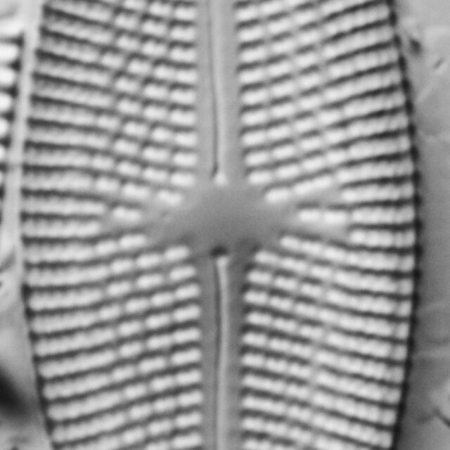 Aneumastus carolinianus LM6