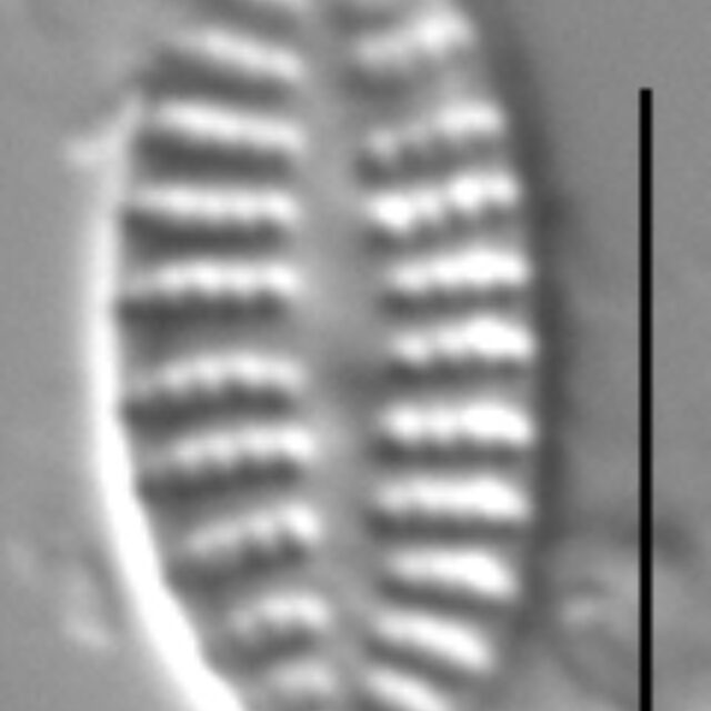 Karayevia oblongella LM6