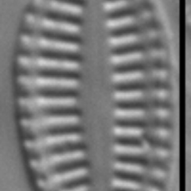 Karayevia ploenensis var gessneri LM4