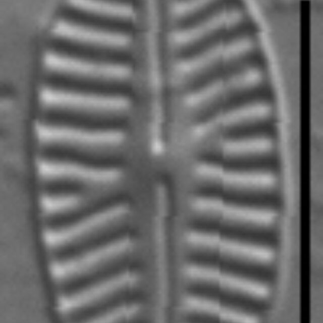 Karayevia ploenensis var gessneri LM3