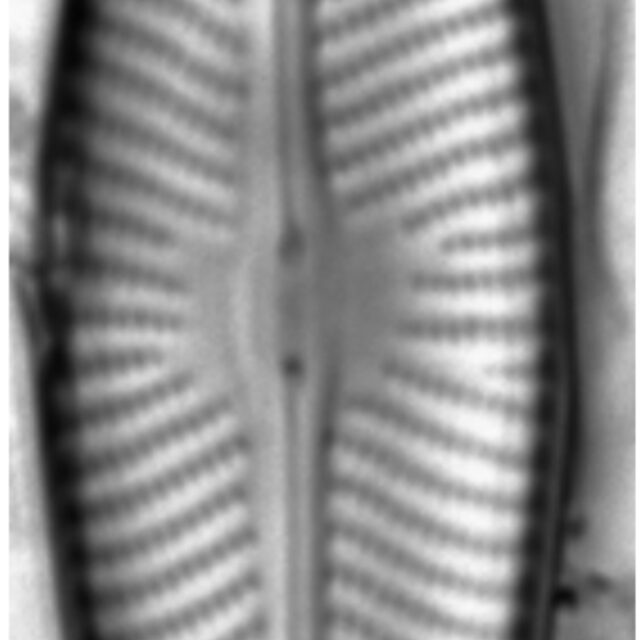 Navicula trivialis LM6