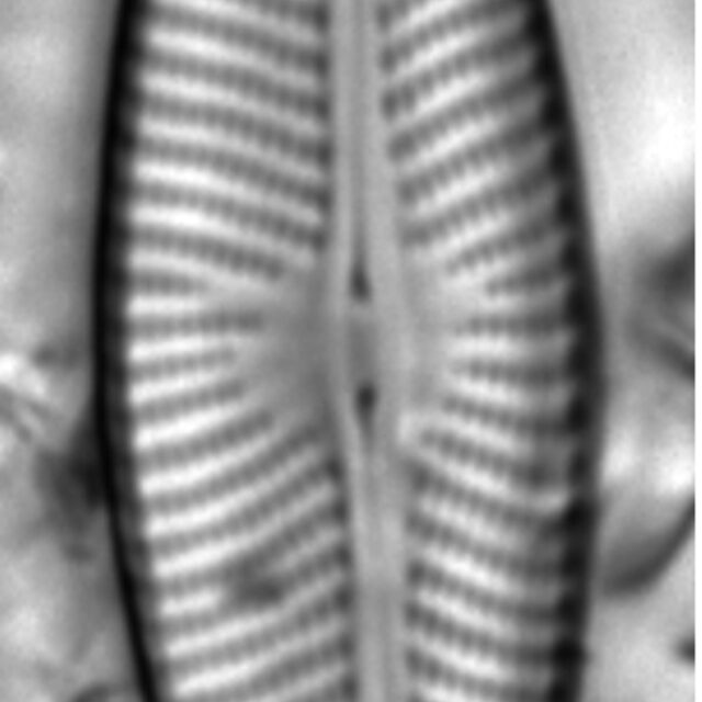 Navicula trivialis LM4