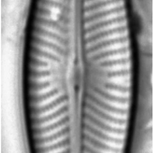 Navicula trivialis LM3