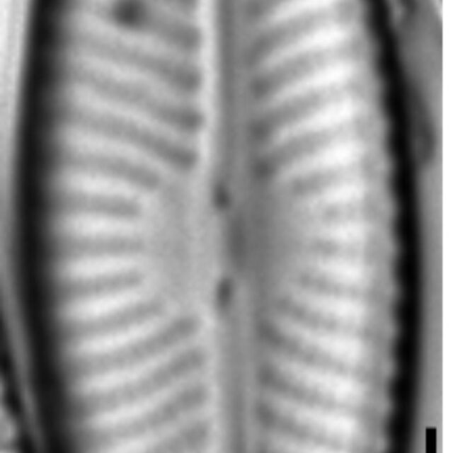 Navicula trivialis LM1