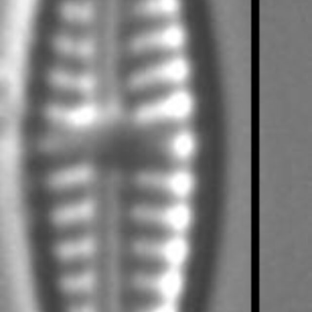 Navicula goersii LM4