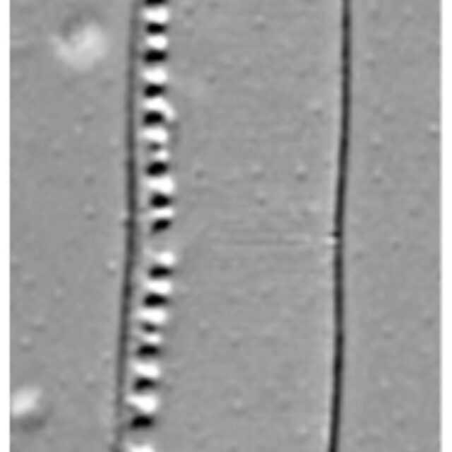 Nitzschia kurzeana LM5