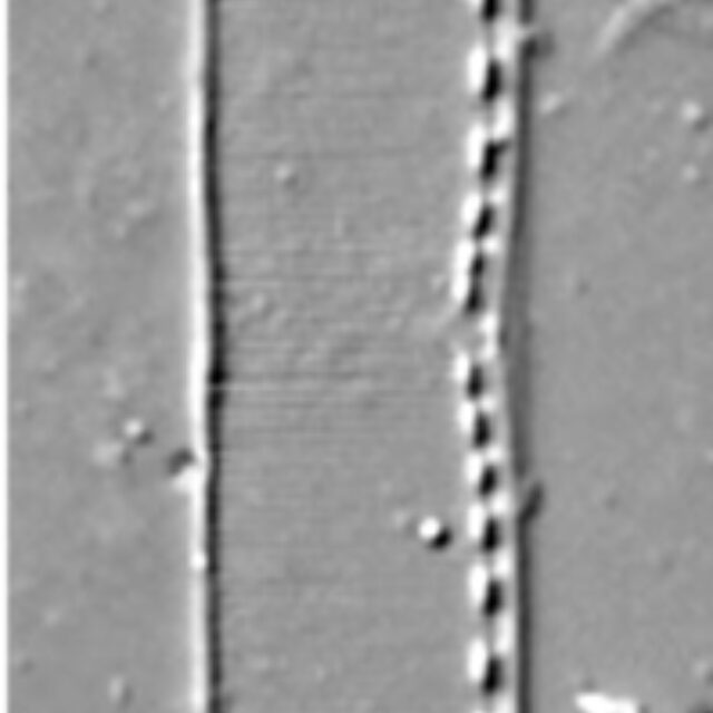 Nitzschia kurzeana LM4