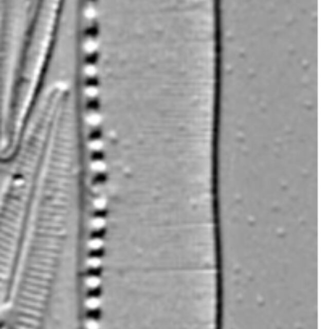 Nitzschia kurzeana LM3