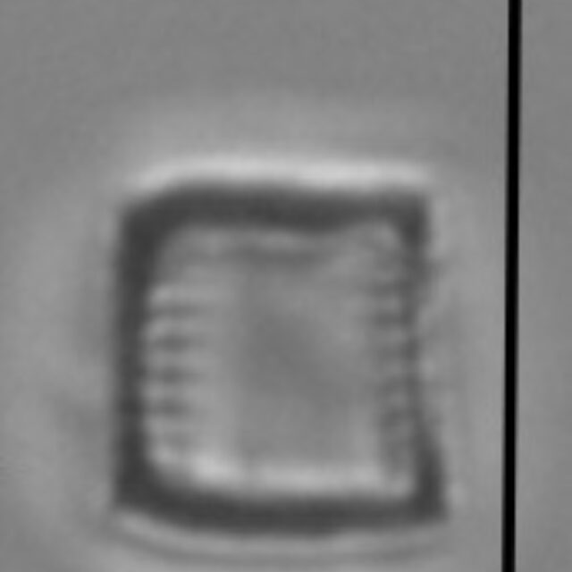 Nanofrustulum cataractarum LM1