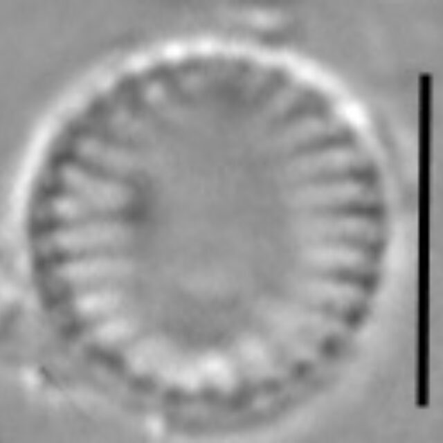 Nanofrustulum cataractarum LM2