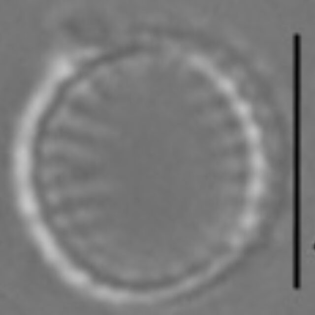 Nanofrustulum cataractarum LM3