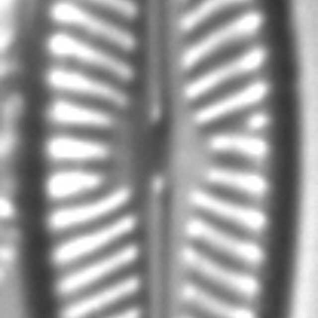 Navicula cryptofallax LM6