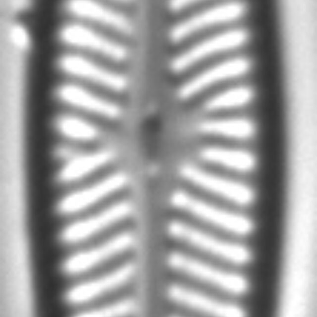 Navicula cryptofallax LM5