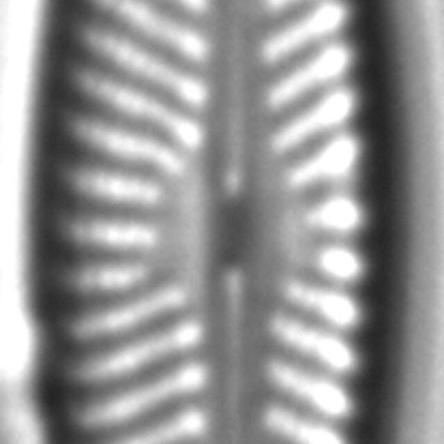 Navicula cryptofallax LM4