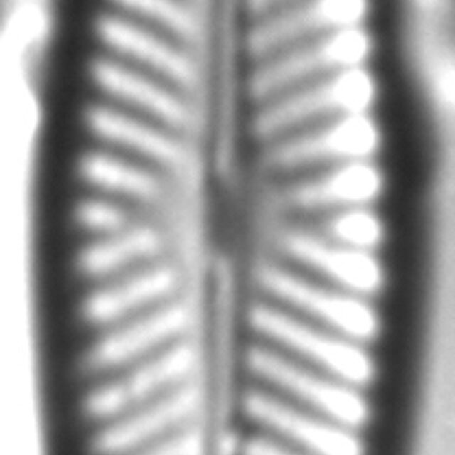 Navicula cryptofallax LM3