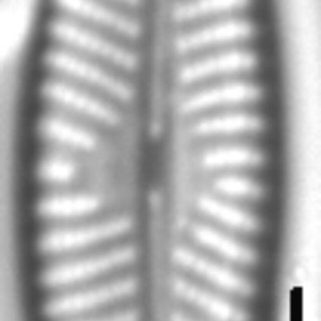 Navicula cryptofallax LM2