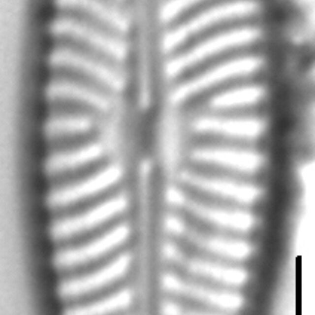 Navicula cryptofallax LM1