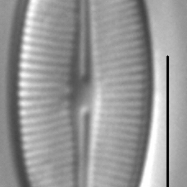 Navicula detenta LM6