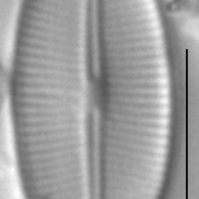 Navicula detenta LM3