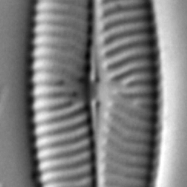 Navicula capitatoradiata LM3