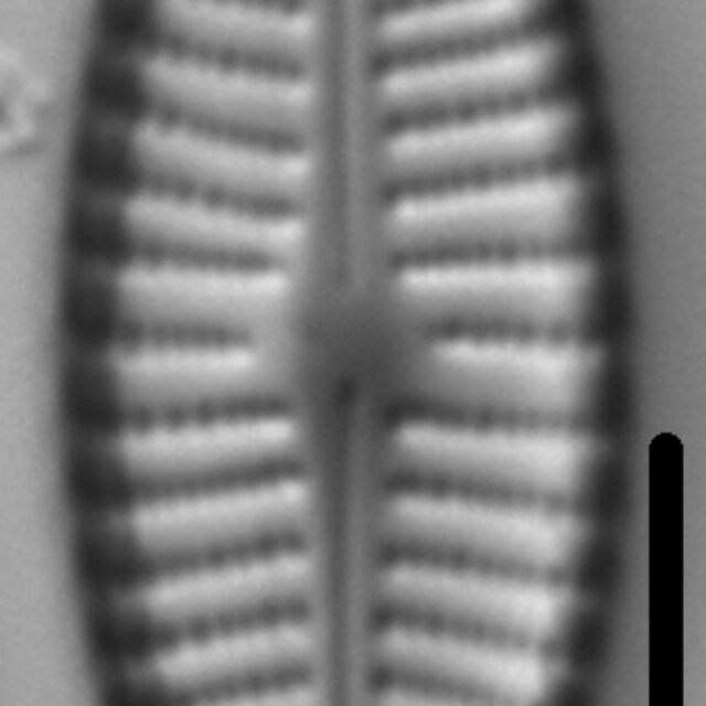 Navicula cascadensis LM1