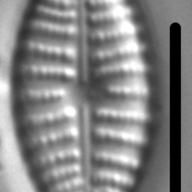 Navicula cascadensis LM5