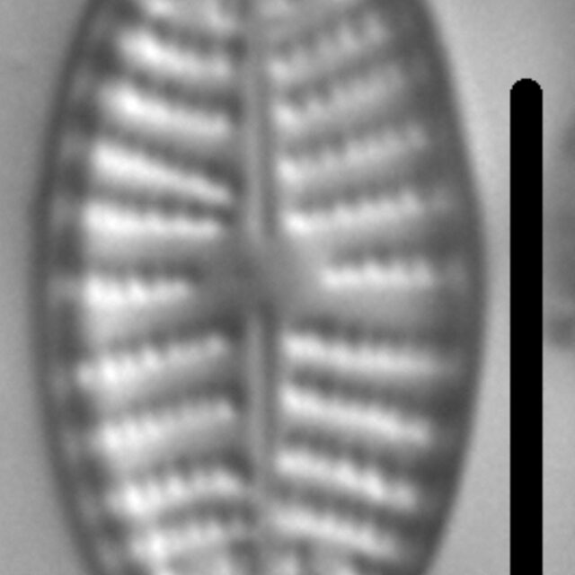 Navicula cascadensis LM4