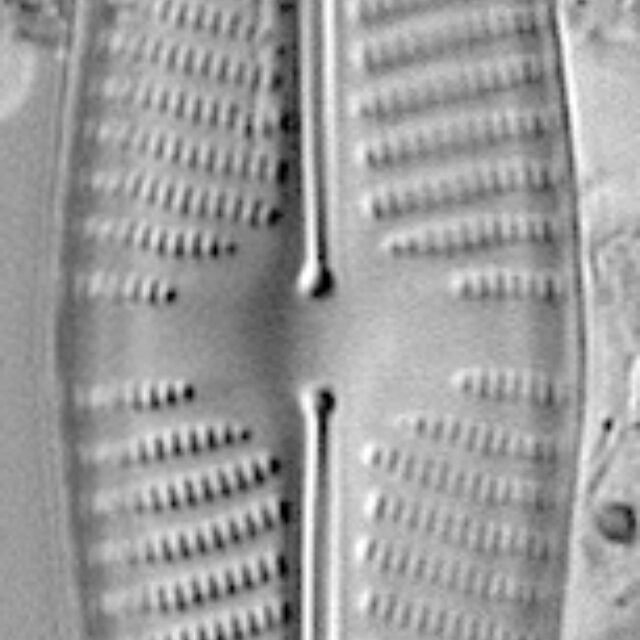 Navicula freesei LM3