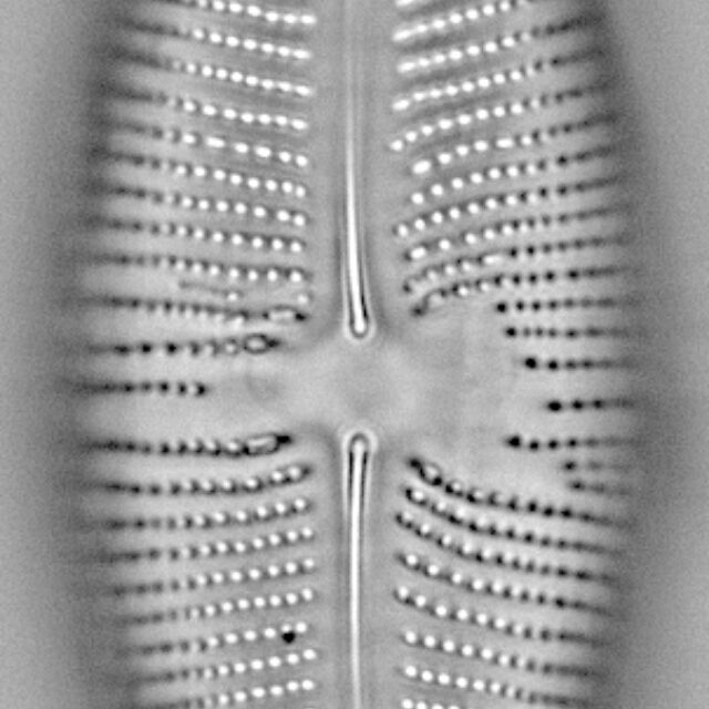 Navicula nunivakiana LM7