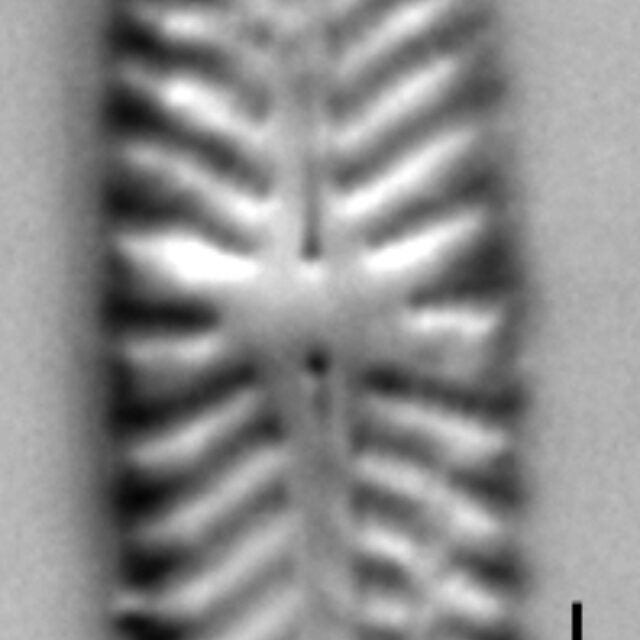 Navicula seibigiana LM5