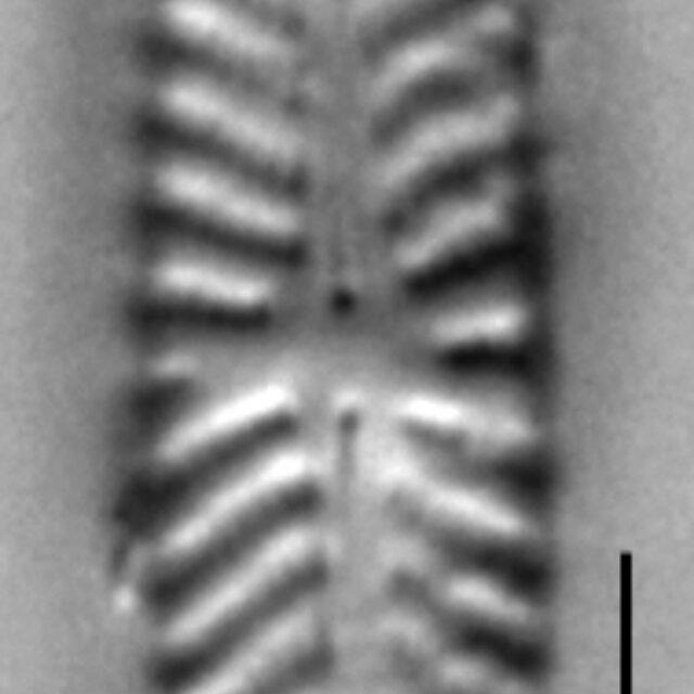 Navicula seibigiana LM3