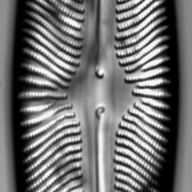 Navicula subwalkeri LM5