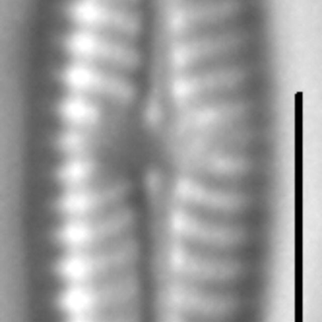 Navicula trilatera LM4