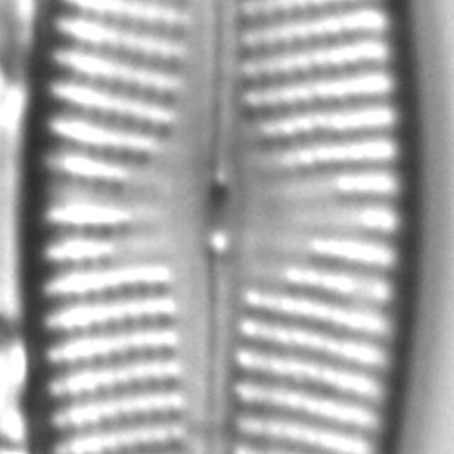 Navicula cryptocephaloides LM7