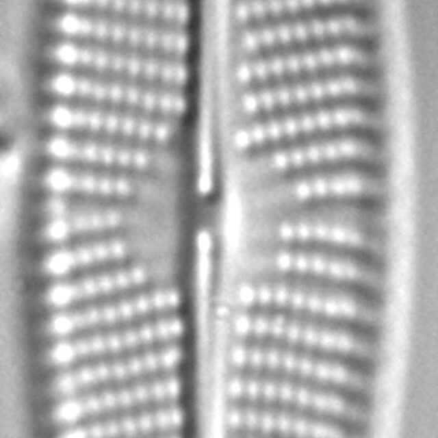 Navicula cryptocephaloides LM6